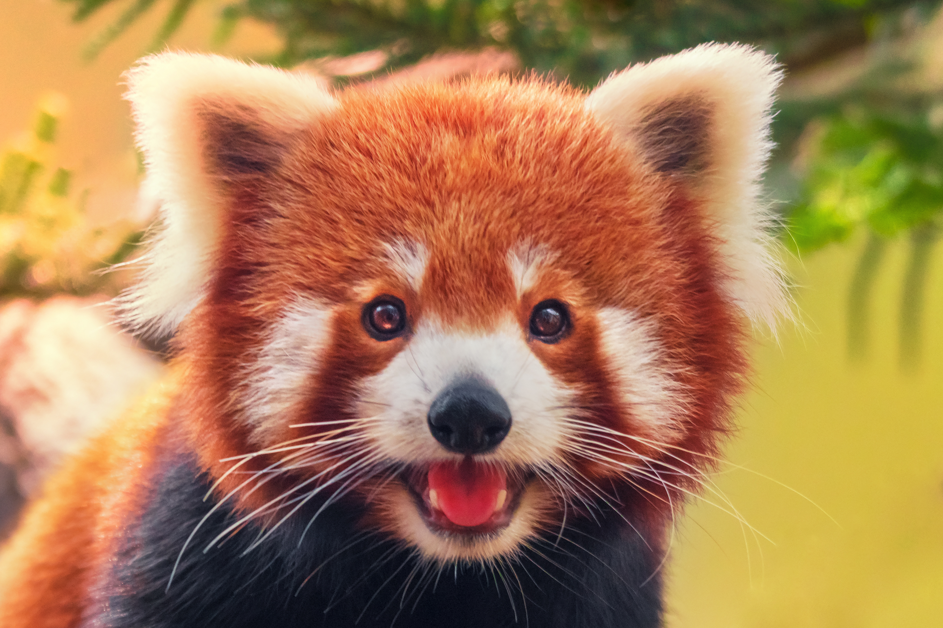 Red Panda in Nepal